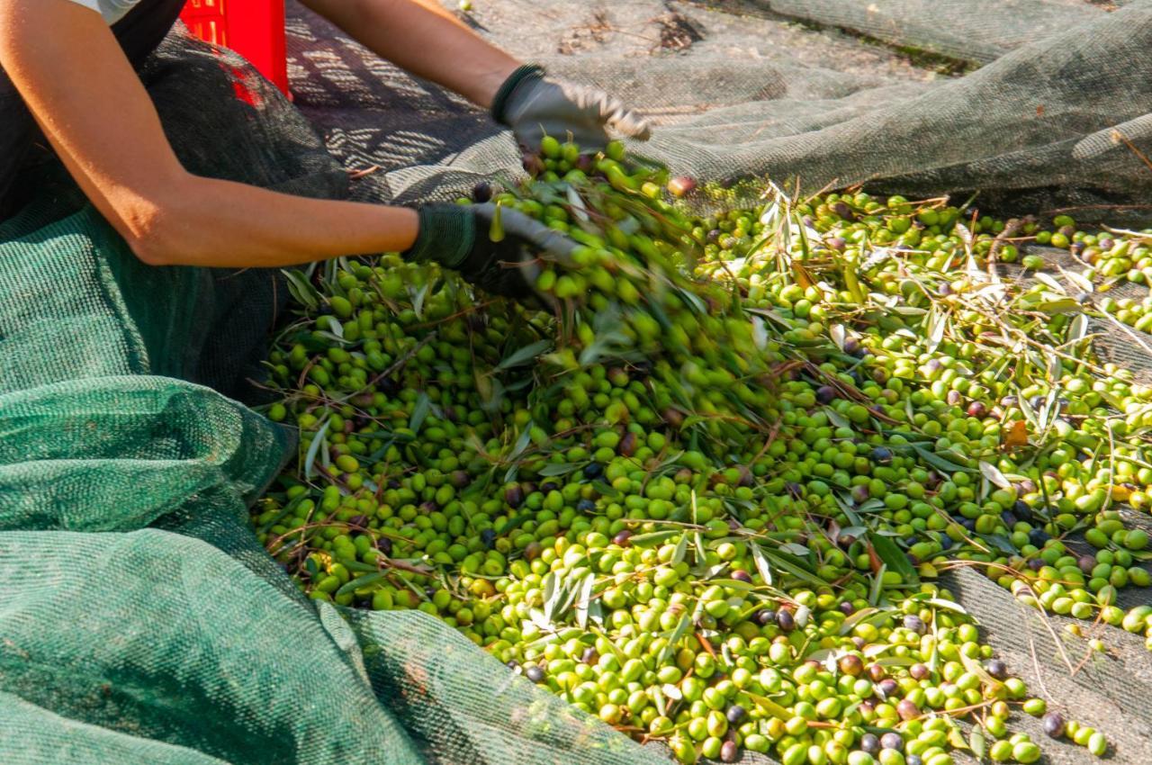 Tenuta Di Sticciano Certaldo Zewnętrze zdjęcie